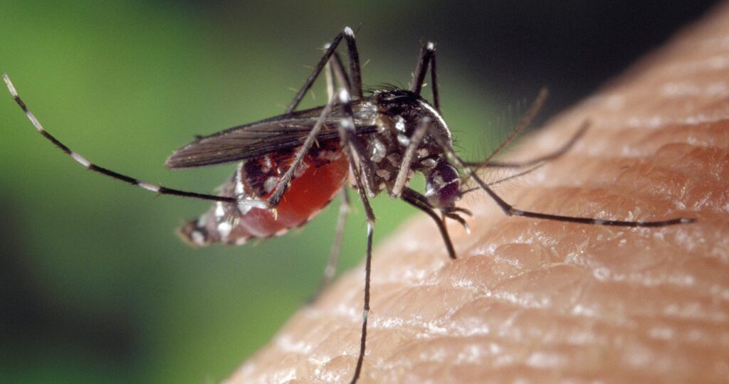 A língua inglesa no combate contra o mosquito da dengue